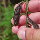 Cytisus scoparius (L.) LinkCytisus scoparius (L.) Link