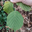 Corylus avellana L.Corylus avellana L.