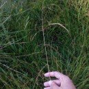 Deschampsia cespitosa (L.) P.Beauv.Deschampsia cespitosa (L.) P.Beauv.