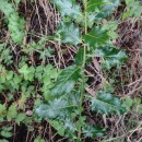 Ilex aquifolium L.Ilex aquifolium L.