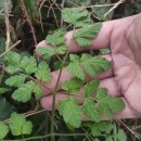 Chaerophyllum temulum L.Chaerophyllum temulum L.