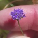 Jasione montana L.Jasione montana L.