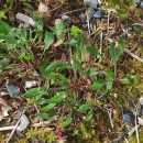 Rumex acetosella L.Rumex acetosella L.