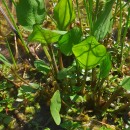 Alisma plantago-aquatica L.Alisma plantago-aquatica L.
