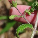 Scrophularia scorodonia L.Scrophularia scorodonia L.
