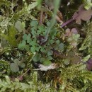 Teesdalia nudicaulis (L.) R. Br.Teesdalia nudicaulis (L.) R. Br.