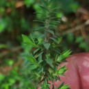 Genista berberidea LangeGenista berberidea Lange