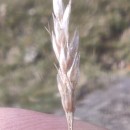 Aira praecox L.Aira praecox L.