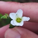 Arenaria montana L.Arenaria montana L.
