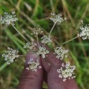 Peucedanum lancifolium LangePeucedanum lancifolium Lange