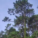 Pinus pinaster AitonPinus pinaster Aiton