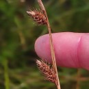 Carex binervis Sm.Carex binervis Sm.