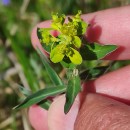 Euphorbia flavicoma DC. subsp. occidentalis M. LaínzEuphorbia flavicoma DC. subsp. occidentalis M. Laínz