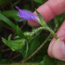 Echium rosulatum LangeEchium rosulatum Lange