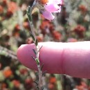 Erica tetralix L.Erica tetralix L.