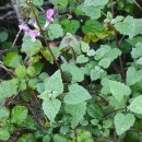 Lamium maculatum L.Lamium maculatum L.