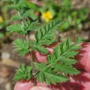 Chaerophyllum temulum L.Chaerophyllum temulum L.