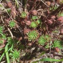 Petrosedum forsterianum (Sm.) GrulichPetrosedum forsterianum (Sm.) Grulich