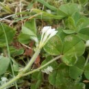 Trifolium subterraneum  L.Trifolium subterraneum  L.