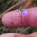 Veronica scutellata L.Veronica scutellata L.