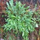 Centaurea limbata Hoffmanns. & LinkCentaurea limbata Hoffmanns. & Link