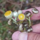 Helichrysum foetidum (L.) Cass.Helichrysum foetidum (L.) Cass.