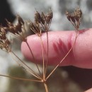 Conopodium majus (Gouan) Loret subsp. marizianum (Samp.) López Udias & MateoConopodium majus (Gouan) Loret subsp. marizianum (Samp.) López Udias & Mateo