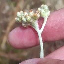 Helichrysum luteoalbum (L.) Rchb.Helichrysum luteoalbum (L.) Rchb.