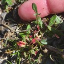 Rumex acetosella L.Rumex acetosella L.
