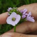 Cardamine pratensis  L.Cardamine pratensis  L.