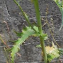 Sonchus asper (L.) HillSonchus asper (L.) Hill