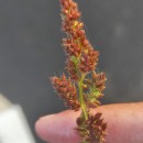 Echinochloa crus-galli (L.) Beauv.Echinochloa crus-galli (L.) Beauv.