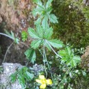 Potentilla erecta (L.) Raeusch.Potentilla erecta (L.) Raeusch.