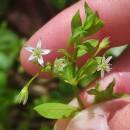 Stellaria alsine GrimmStellaria alsine Grimm