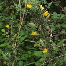 Ulex europaeus L. subsp. latebracteatus (Mariz) Rothm.Ulex europaeus L. subsp. latebracteatus (Mariz) Rothm.