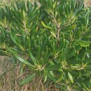 Pittosporum tobira (Thunb.) W.T. AitonPittosporum tobira (Thunb.) W.T. Aiton