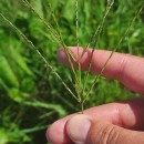 Digitaria sanguinalis (L.) Scop.Digitaria sanguinalis (L.) Scop.