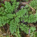 Jacobaea vulgaris Gaertn.Jacobaea vulgaris Gaertn.