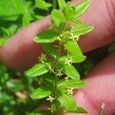 Cruciata glabra (L.) Ehrend. subsp. hirticaulis (Beck) Natali & JeanmCruciata glabra (L.) Ehrend. subsp. hirticaulis (Beck) Natali & Jeanm