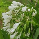 Agapanthus praecox Willd.Agapanthus praecox Willd.