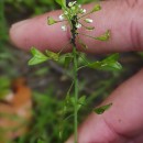 Capsella bursa-pastoris (L.) Medik.Capsella bursa-pastoris (L.) Medik.