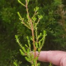 Erica australis L.Erica australis L.