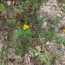 Lotus pedunculatus Cav.Lotus pedunculatus Cav.