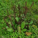 Rumex obtusifolius L.Rumex obtusifolius L.