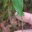 Rumex acetosella  L.Rumex acetosella L.