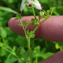 Fumaria capreolata L.Fumaria capreolata L.