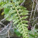 Asplenium obovatum Viv. subsp. billotii (F.W.Schultz) O.Bolòs, Vigo, Masalles & NinotAsplenium obovatum Viv. subsp. billotii (F.W.Schultz) O.Bolòs, Vigo, Masalles & Ninot