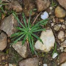 Plantago coronopus L.Plantago coronopus L.