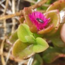 Mesembryanthemum cordifolium L. fil.Mesembryanthemum cordifolium L. fil.