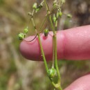Spergula arvensis L.Spergula arvensis L.